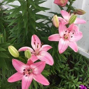 Meet your Posher, Bethany